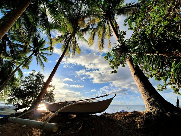 Quels sont les meilleurs spots pour l'observation des dauphins en Nouvelle-Zélande : conseils et périodes ?